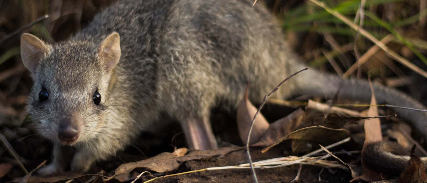 A northern bettong looking at the camera amongst leaves and grass