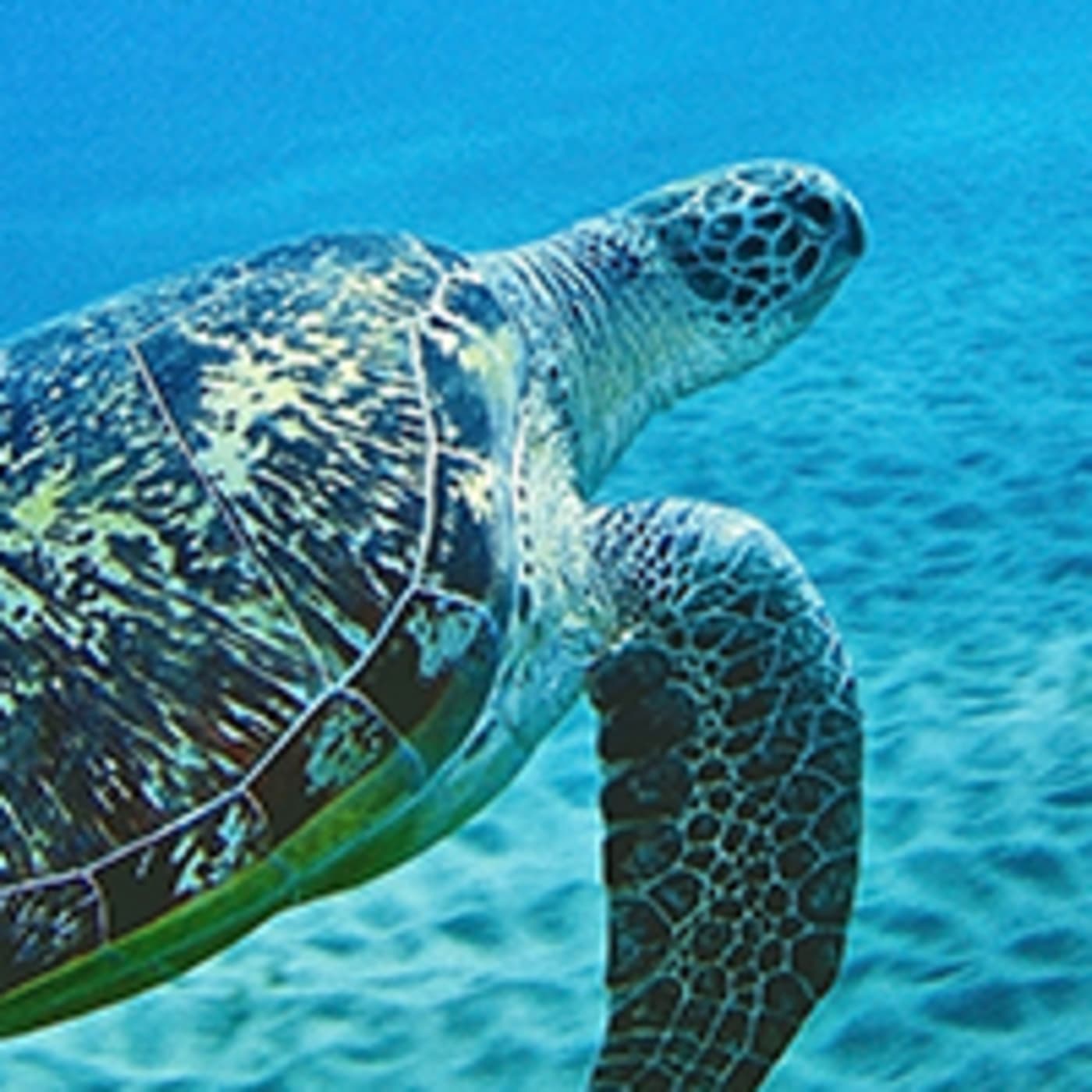 A green sea turtle swims in shallow water at Egypt's Red Sea