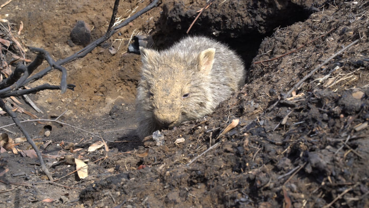 A wombat emerges from its burrow following the 2019-20 bushfires.
