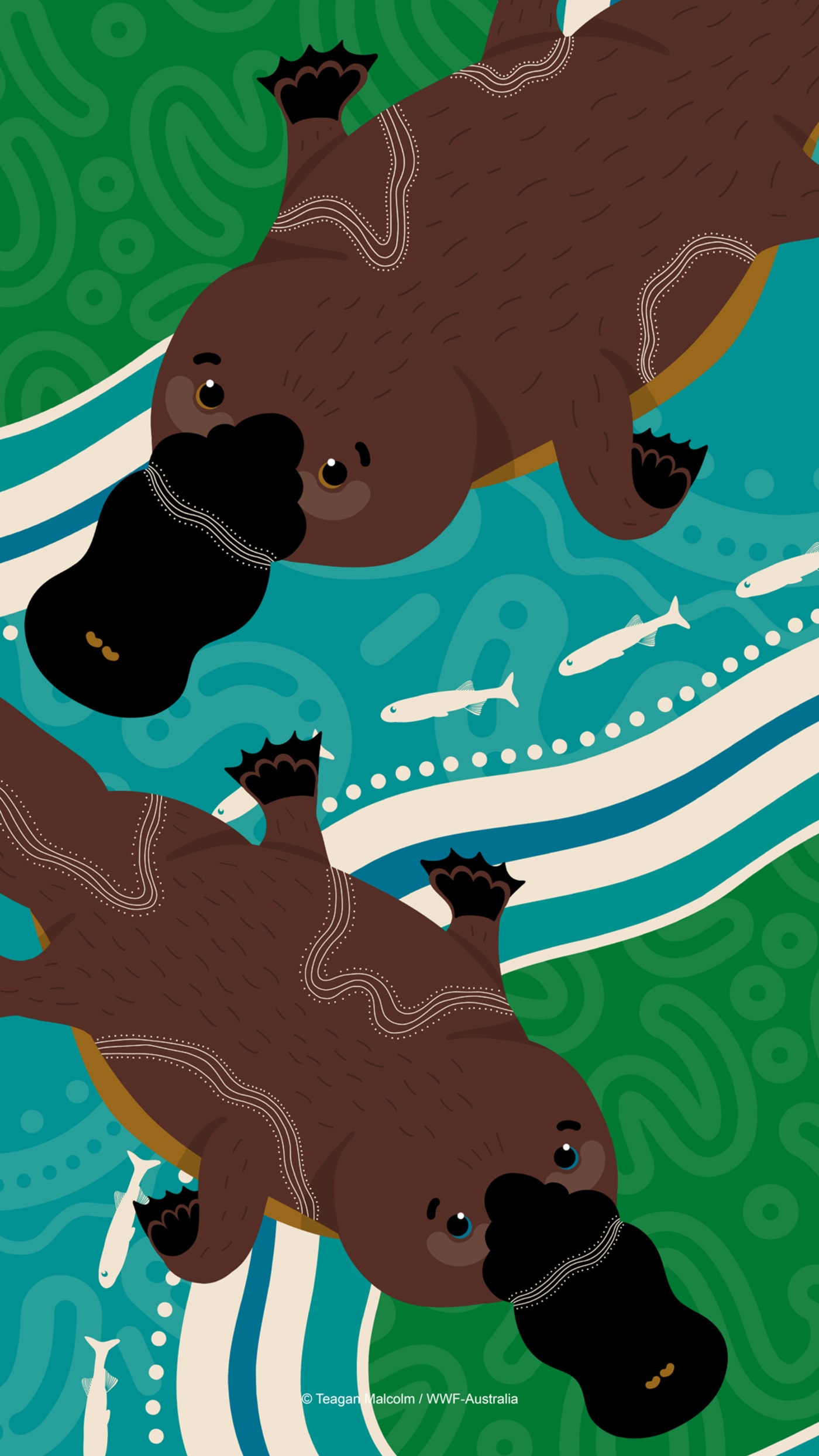 Kamilaroi artist Teagan Malcolm's depiction of the platypus - mobile wallpaper.