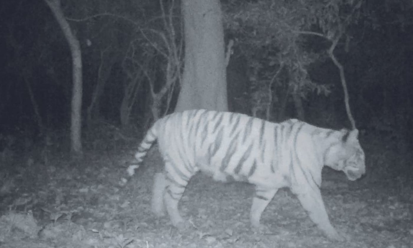 Tigress caught on camera