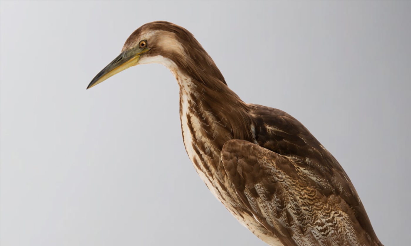 Australasian bittern against grey background (Courtesy of Wikicommons)