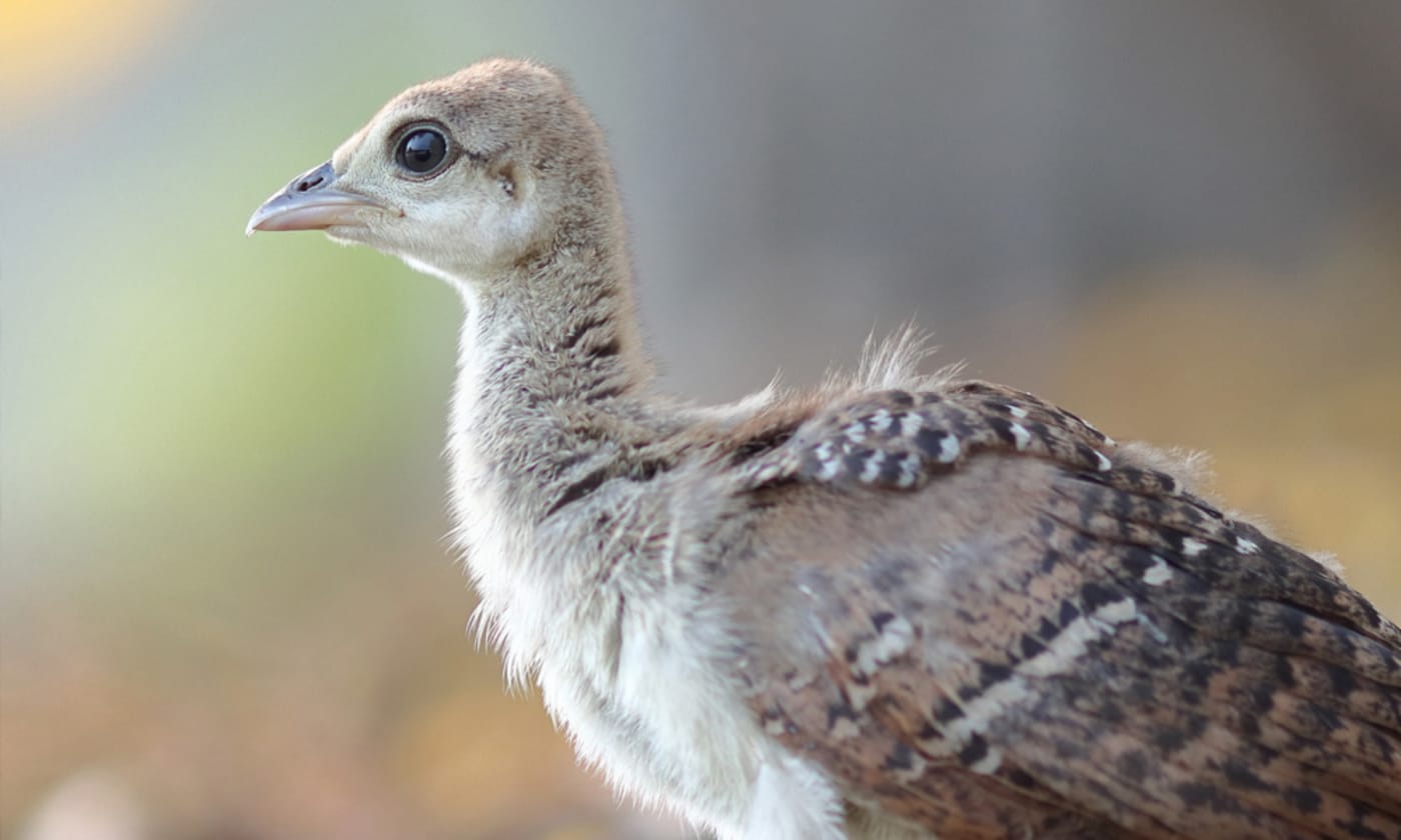 Malleefowl chick