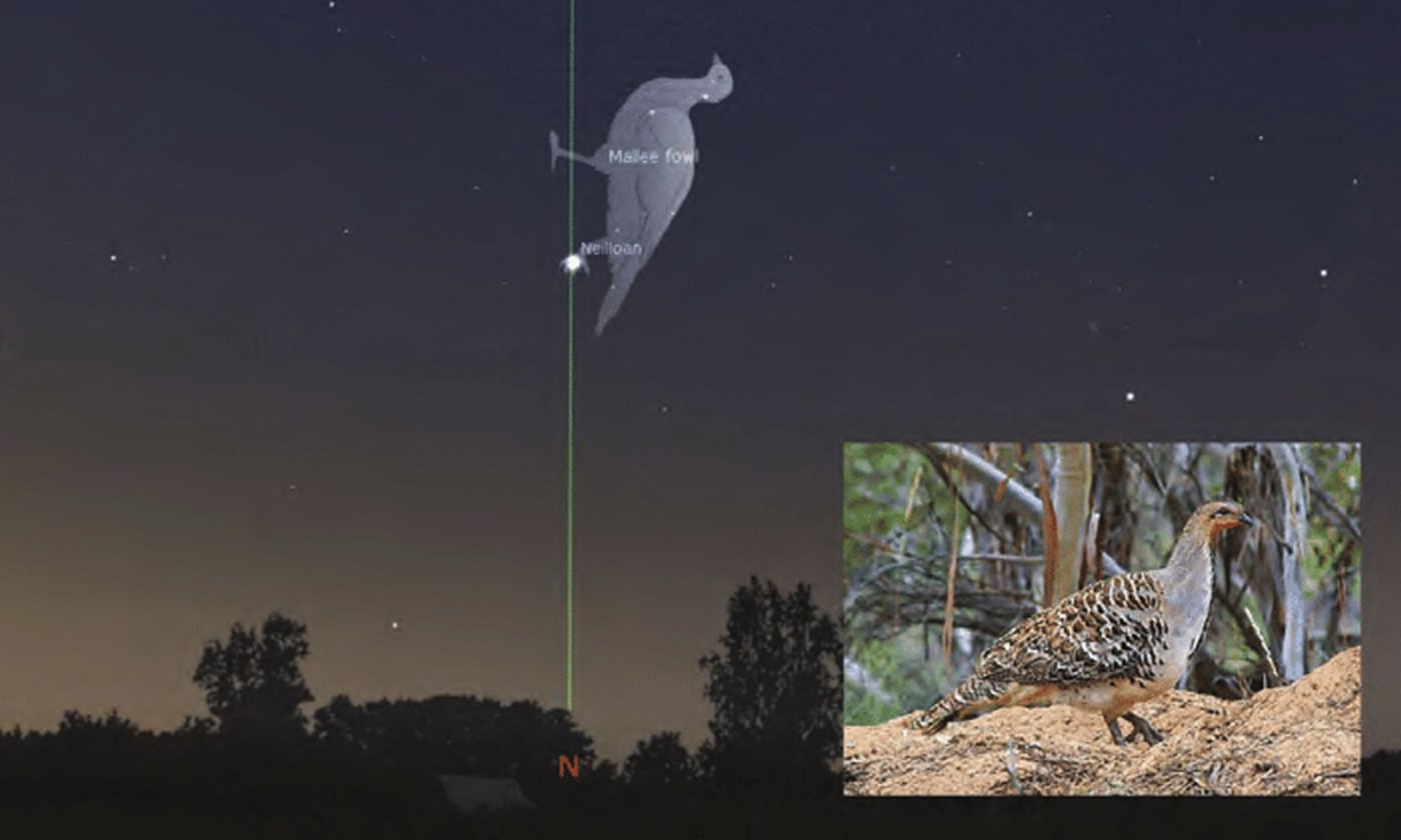 Neilloan the malleefowl. Image courtesy of Stellarium/Wikimedia Commons.