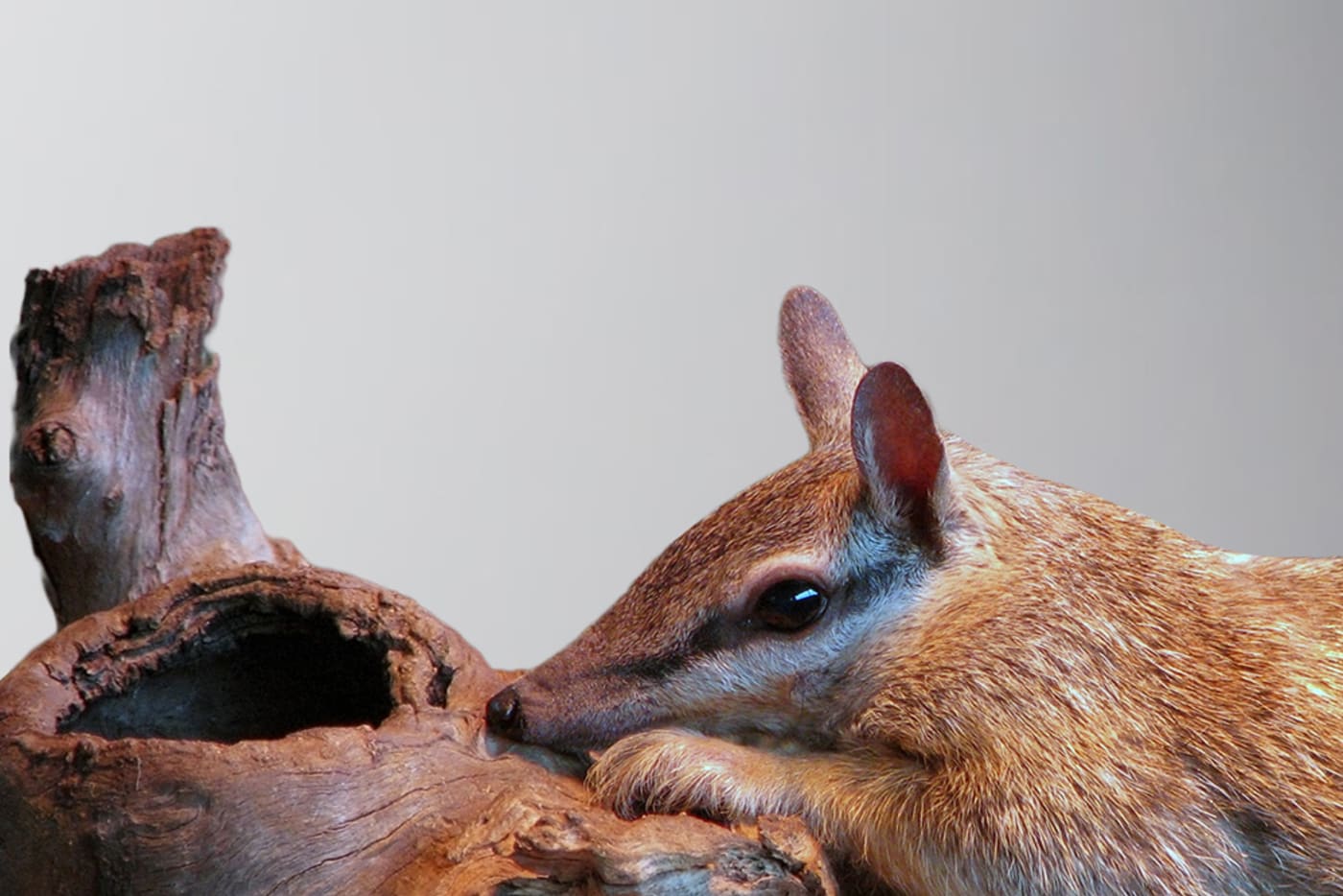 Numbat against grey background