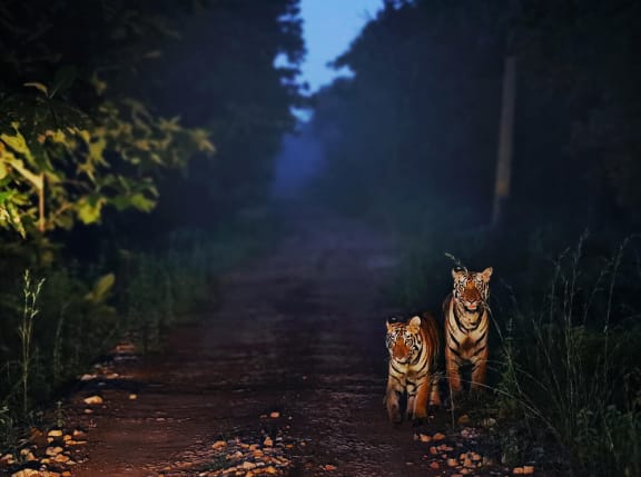 Two tigers walk towards the camera along a road at night.