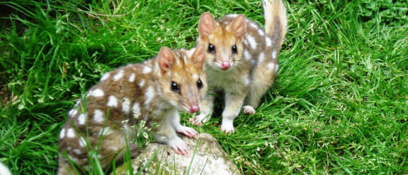 Juvenile eastern quolls (Dasyurus viverrinus) at Devils @ Cradle, Tasmania