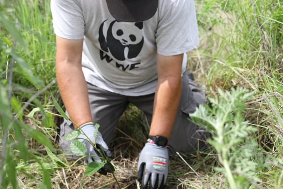 Darren Grover, Tanya Pritchard and Dr. Prishani Vengetas visited WWF-Australia's partners at the Byron Bay Mobile Wildlife Hospital, Tweed Coast Koala Research Hub and assisted a tree-planting in Swan Bay, NSW.
