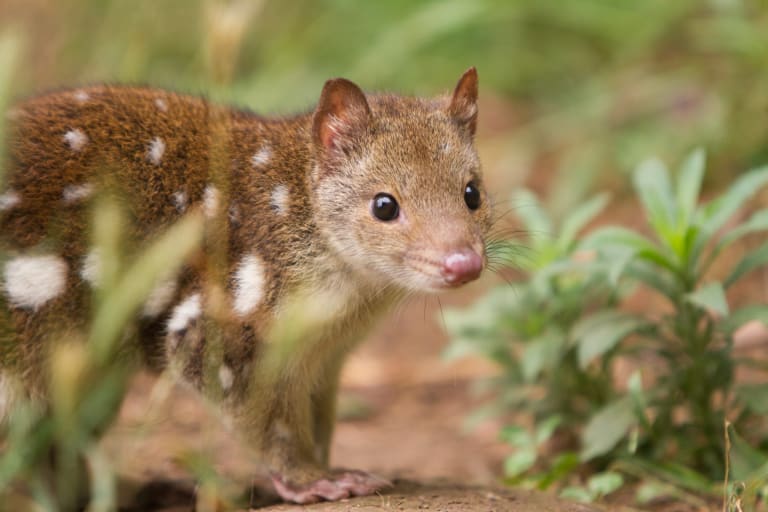 Spotted-tail quoll or tiger quoll