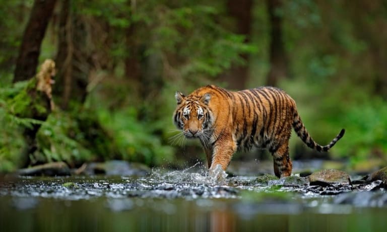 Tiger in river